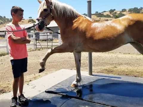 a person standing next to a horse