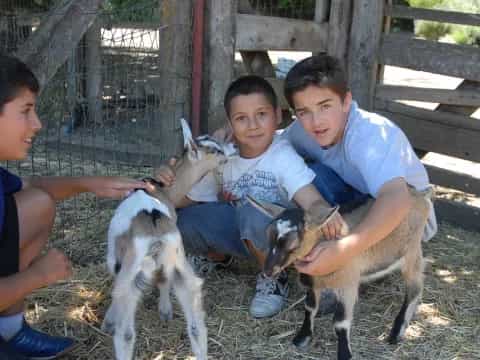 a group of boys petting goats