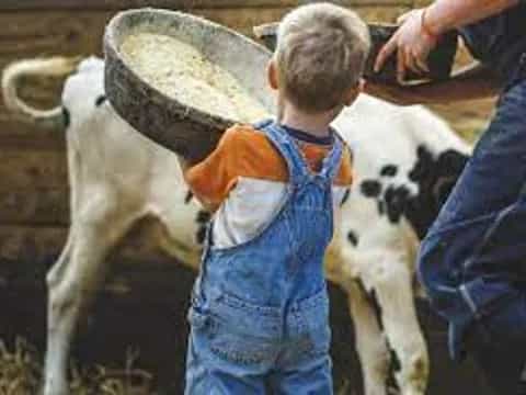 a boy petting a cow
