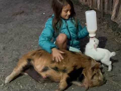 a person petting a couple of cats