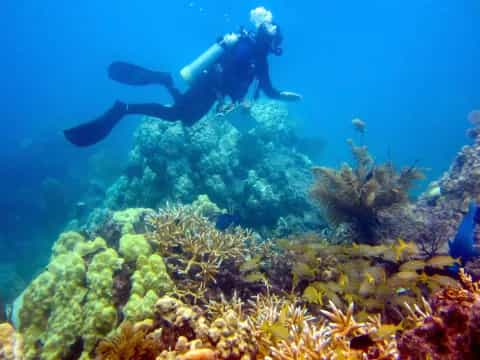 a scuba diver swimming in the ocean