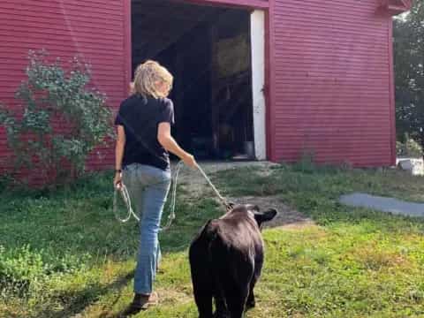 a person walking a dog