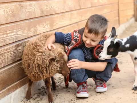 a young boy petting a couple of sheep