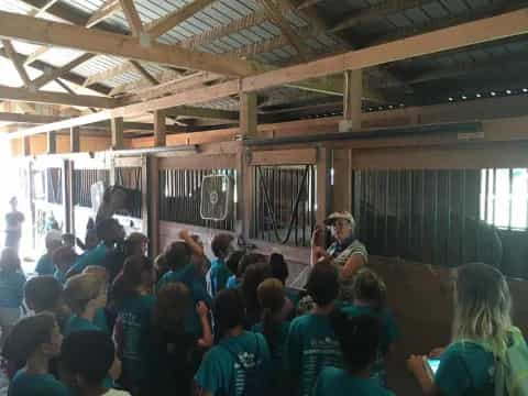 a group of people watching a horse