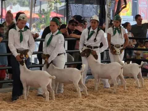 a group of people with sheep