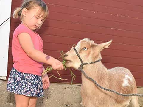 a girl feeding a goat