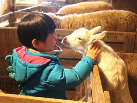 a boy kissing a goat