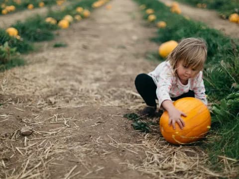 Unearthing Autumnal Delights - A Comprehensive Guide to the Pumpkin Patch Near Me