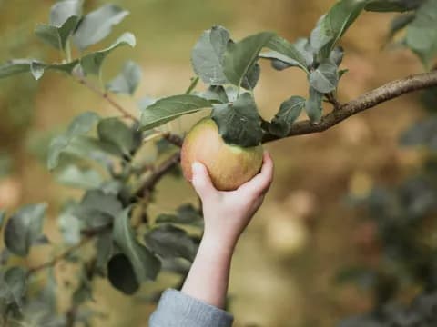 Apple Picking Adventures: A Mother's Joy-Filled Perspective