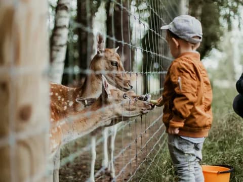 A Family Day Out: Discovering the Joy of a Local Petting Zoo”