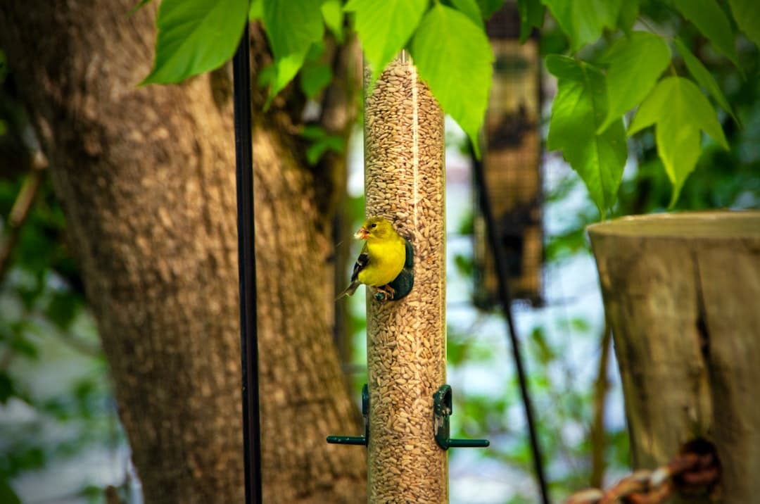 yellow and green bird on brown wooden stick