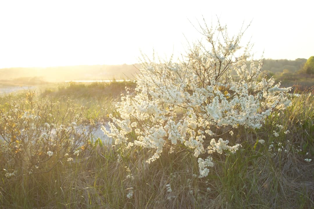 white cherry blossom flowers on green grass field during daytime