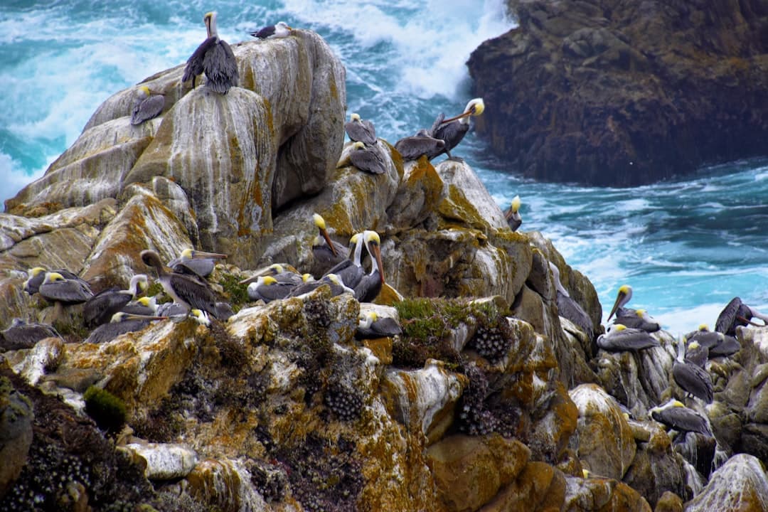 a flock of birds sitting on top of a rock near the ocean