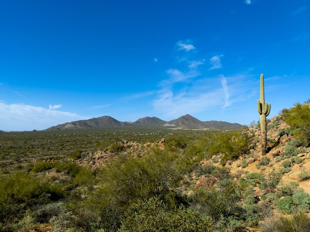 a cactus in the middle of a desert with mountains in the background