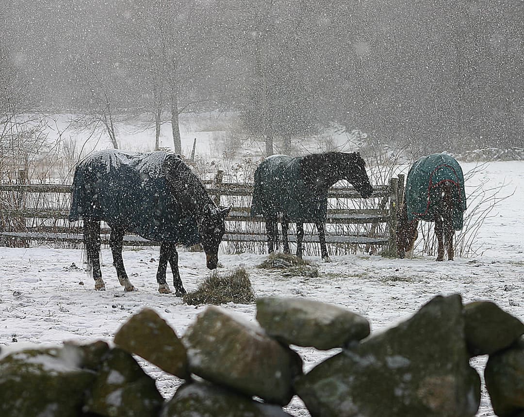 a couple of horses that are standing in the snow