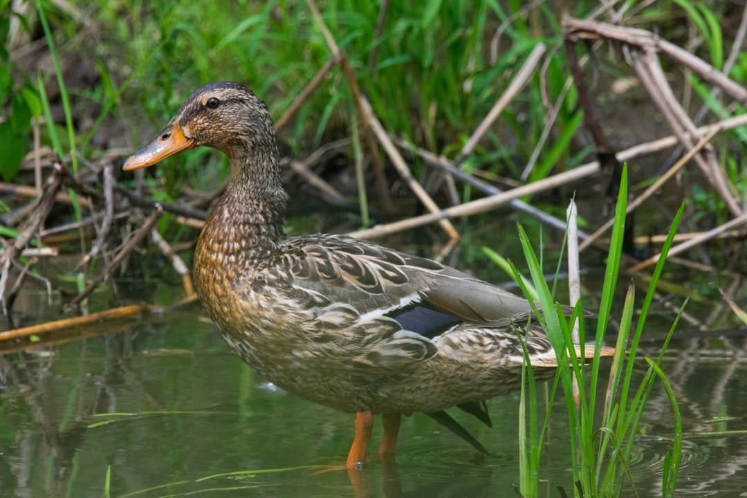 a duck is standing in the water near the grass