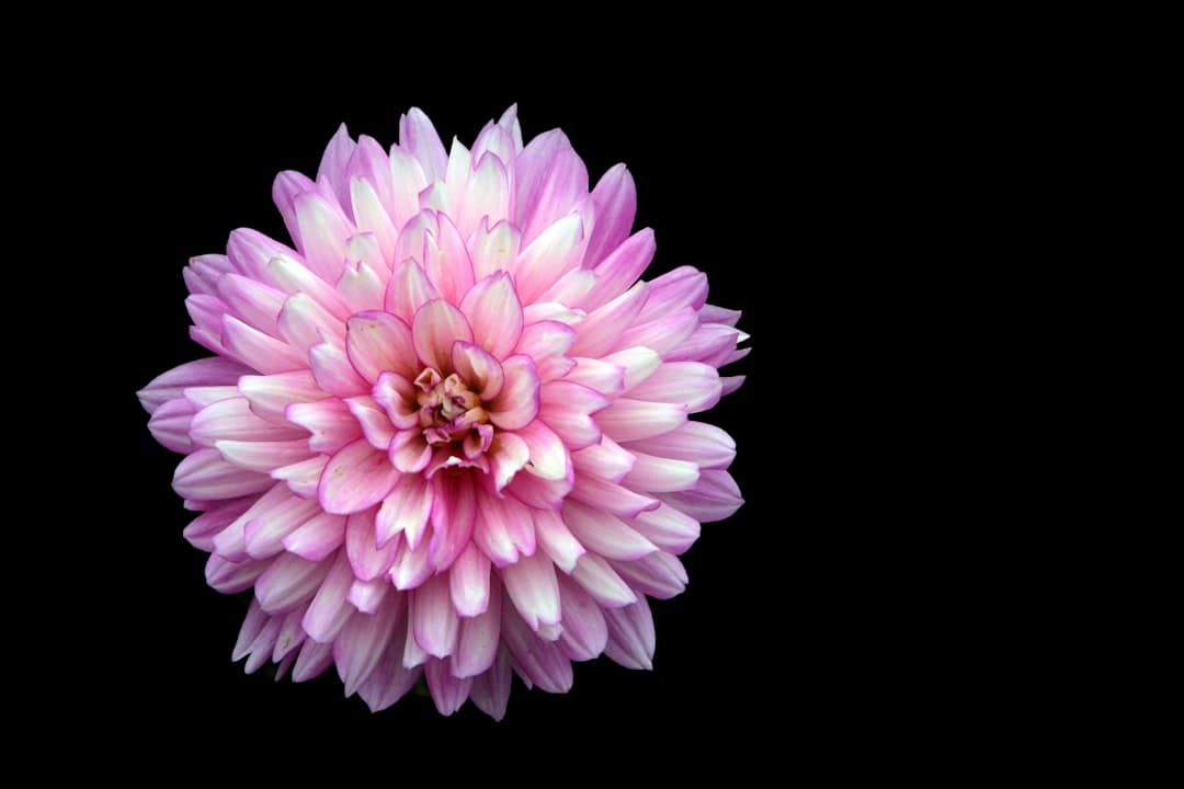 a pink flower with a black background