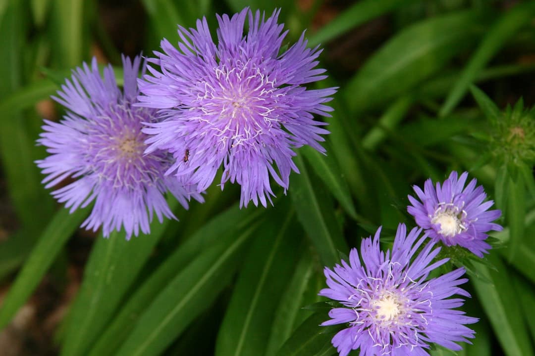 a close up of a bunch of purple flowers