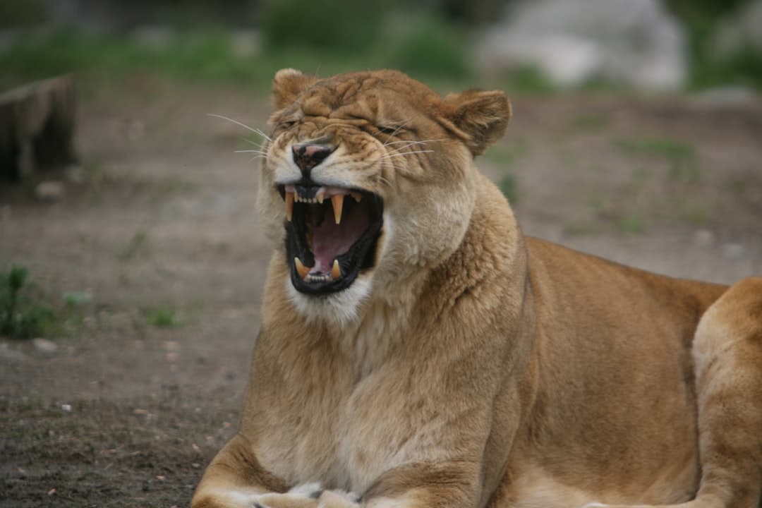 a lion with its mouth open