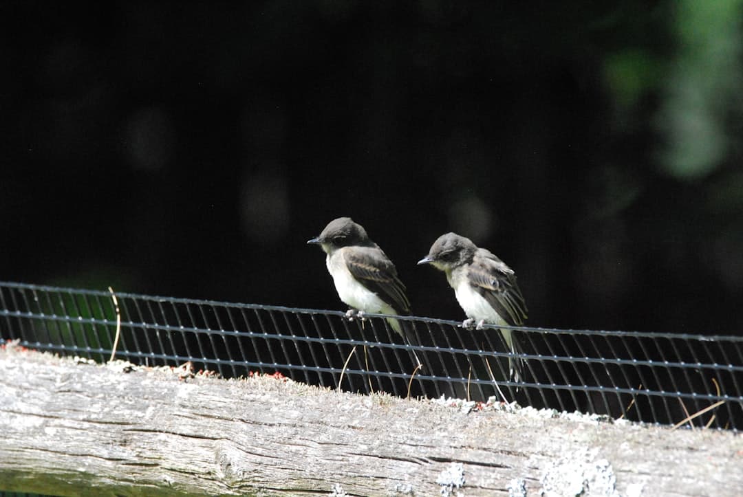 a group of birds sitting on a branch