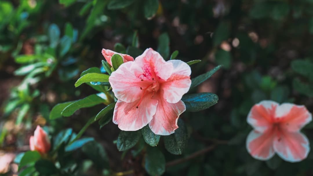 a pink flower with green leaves in the background