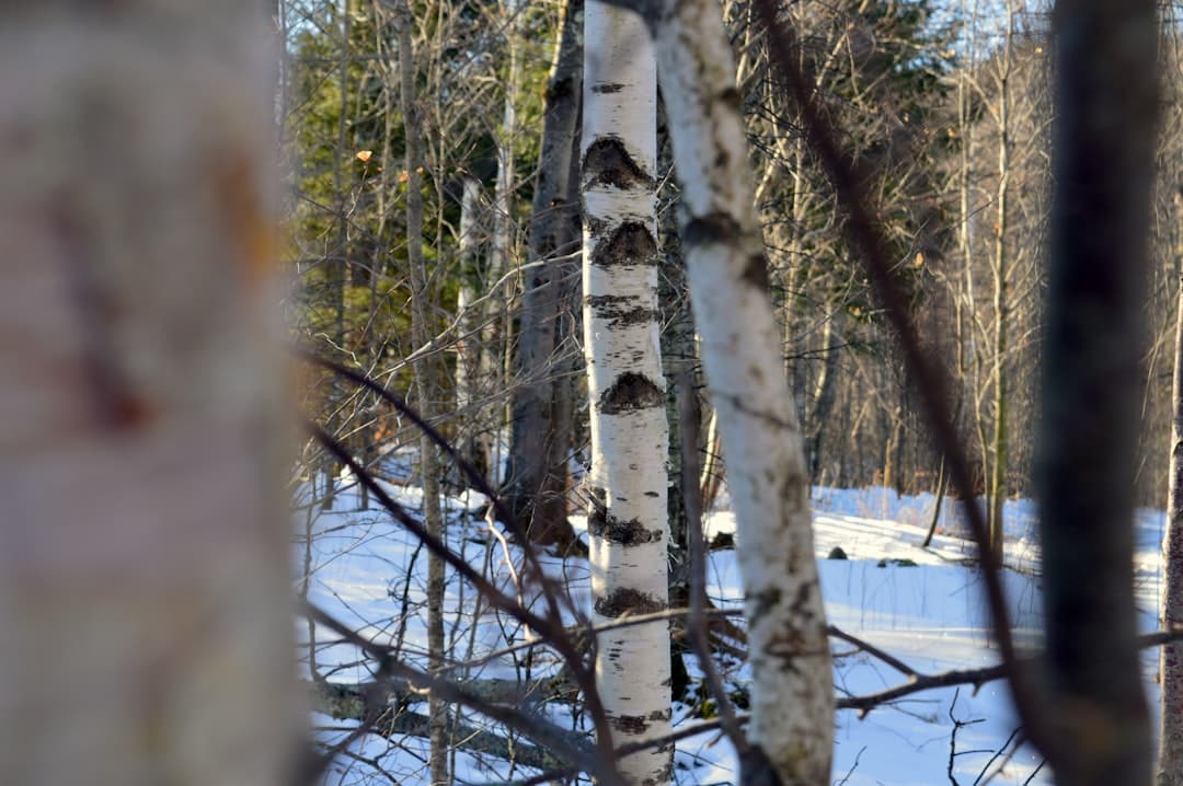 a forest filled with lots of trees covered in snow