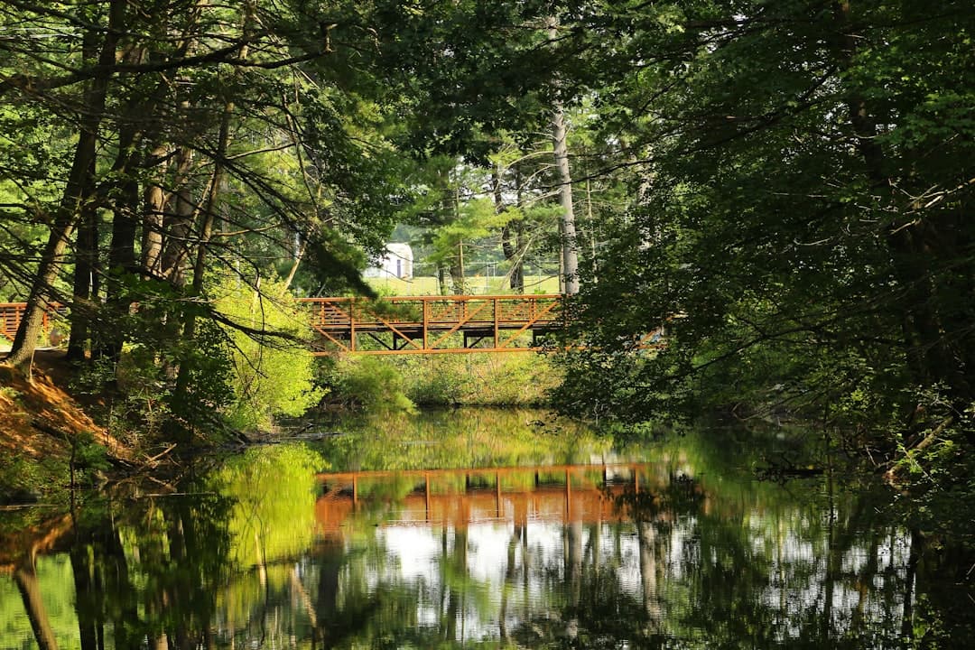 a wooden bridge over a river surrounded by trees