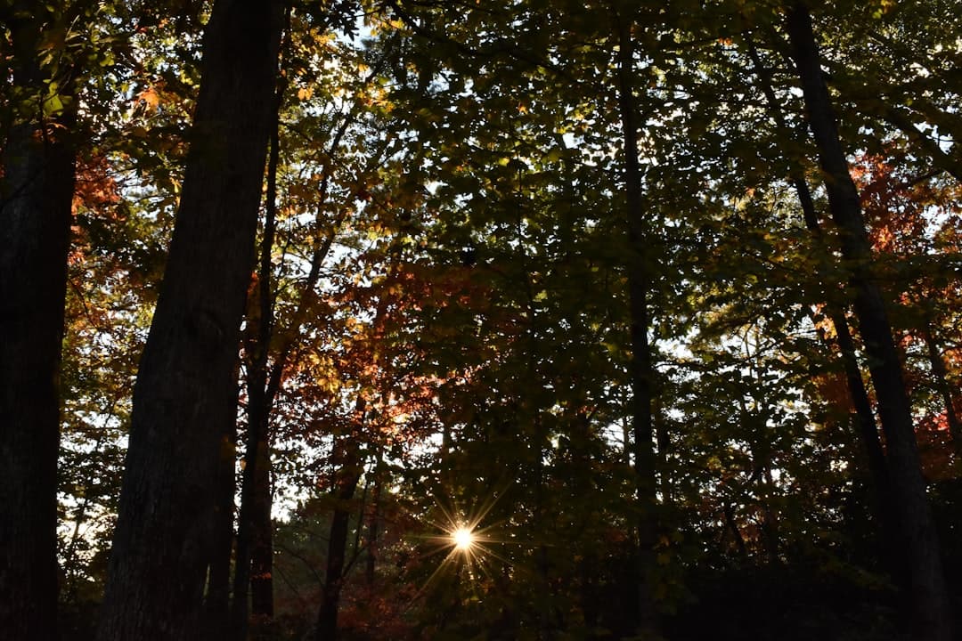 the sun shines through the trees in the forest