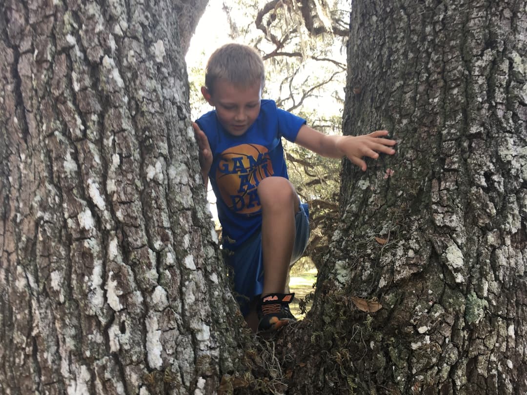 a young boy climbing up a tree in a forest