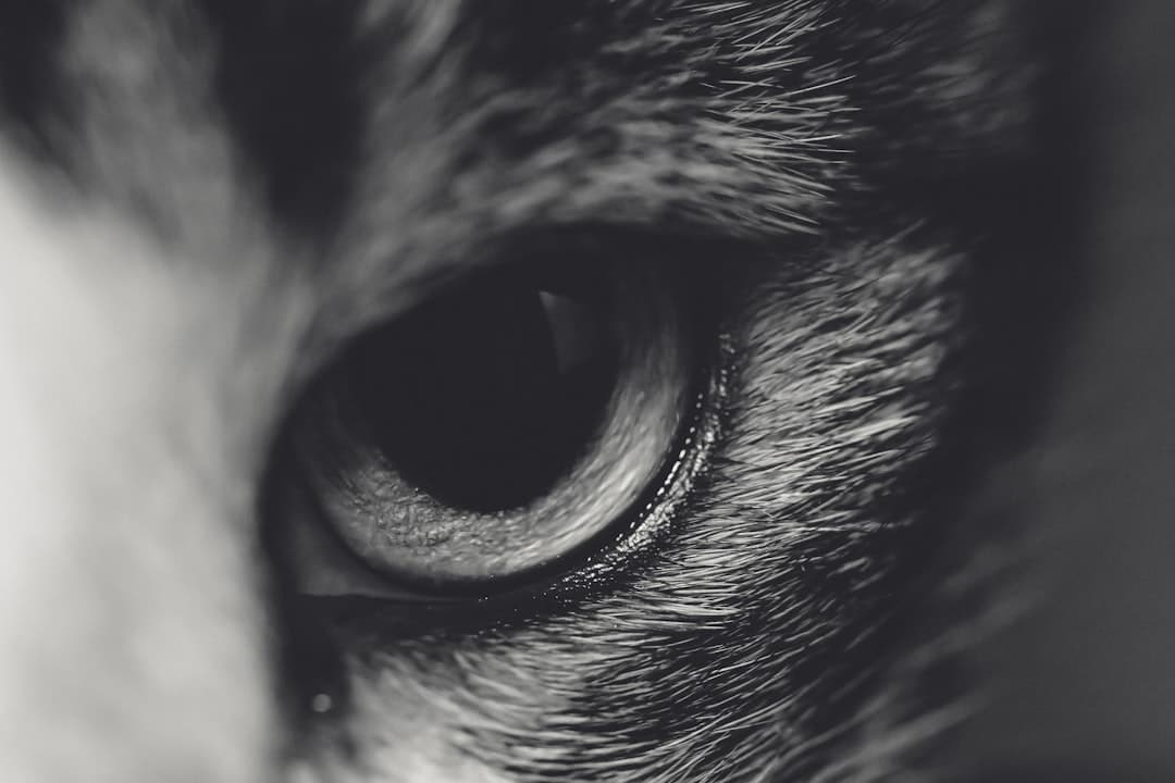 a black and white photo of a cat's eye