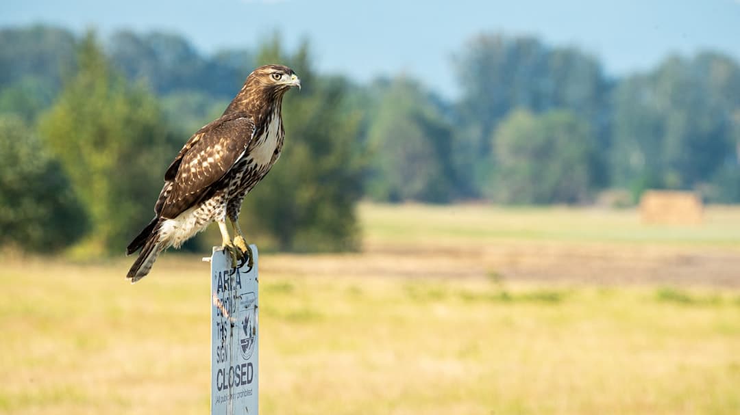 A hawk sitting on top of a sign in a field