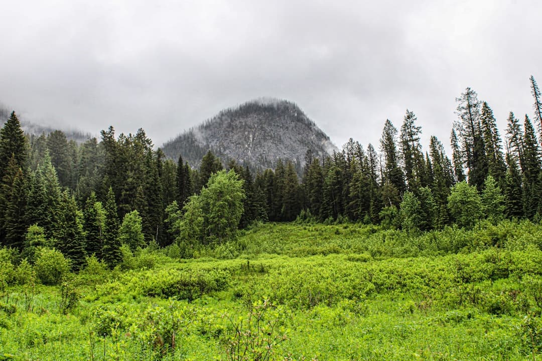 A grassy field with trees and a mountain in the background