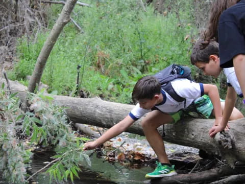 a group of boys climbing a tree