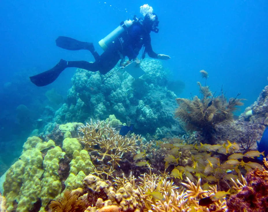 a scuba diver swimming in the ocean