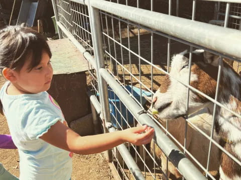 a child feeding a cat