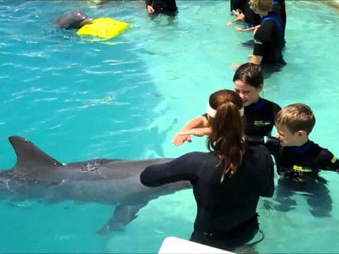 a group of people in a pool with a dolphin