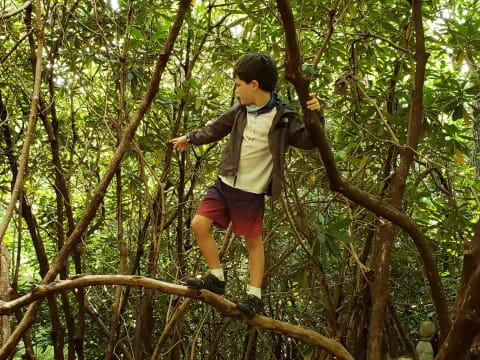 a boy climbing a tree