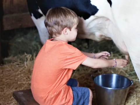 a boy feeding a cow