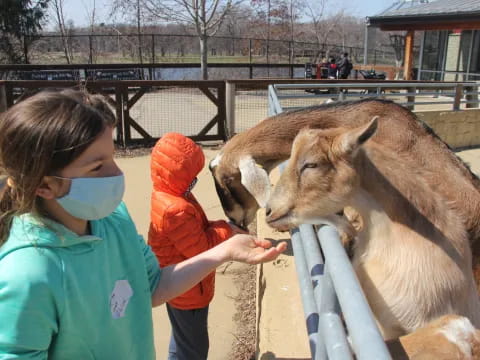 a child feeding a deer
