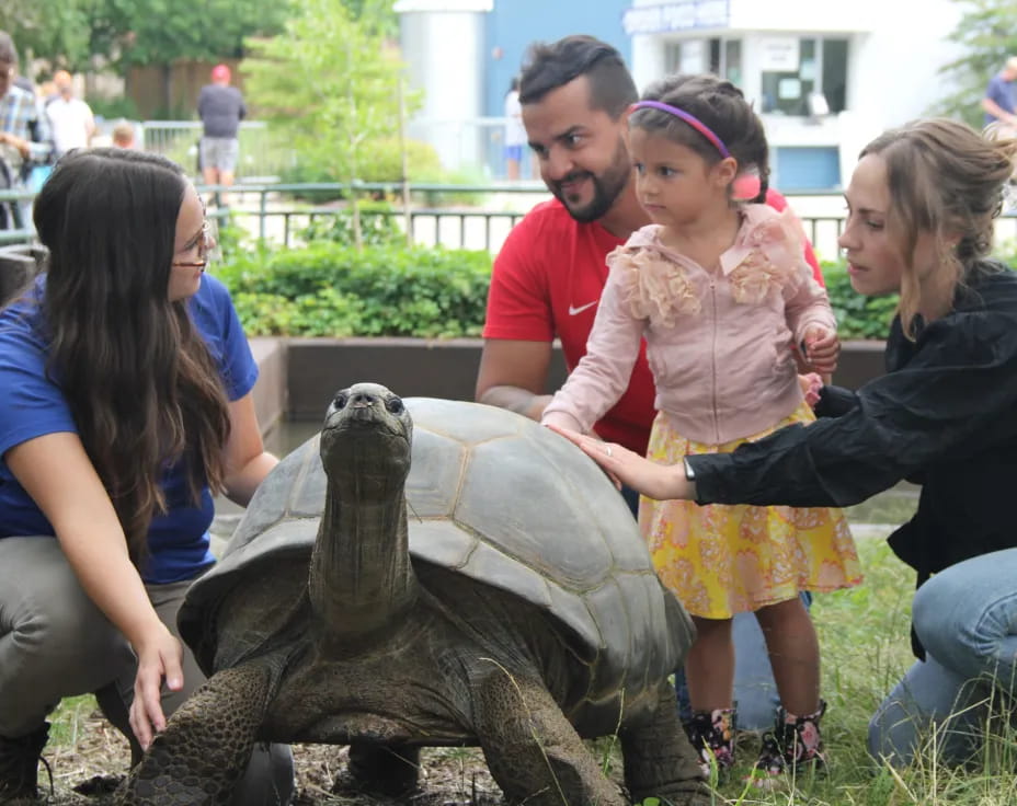 a group of people petting a turtle