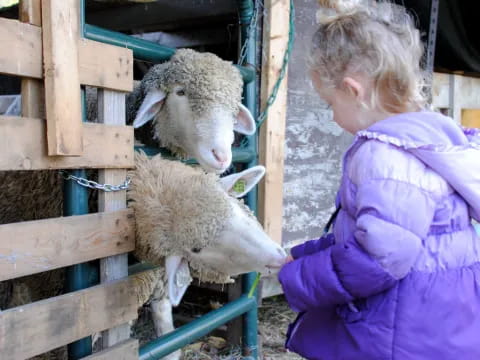 a girl feeding a sheep