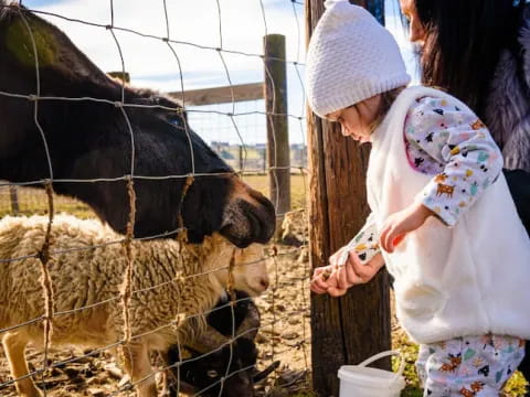 a person feeding a baby goat