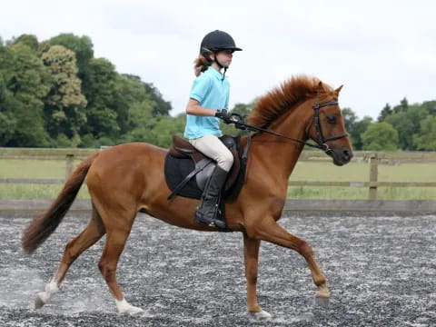 a person riding a horse