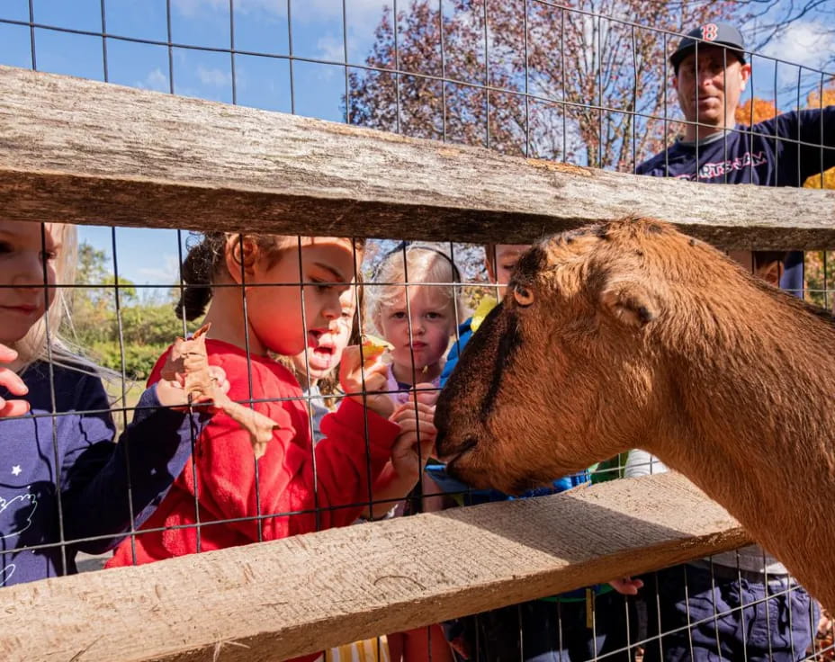 a group of people looking at a horse through a fence