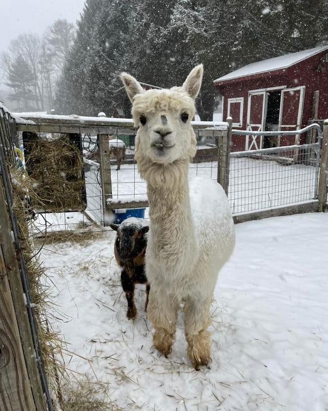a group of animals in a snowy area