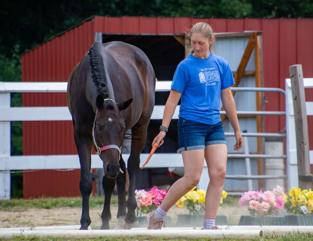 a person walking a horse