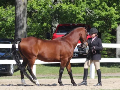a person standing next to a horse