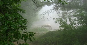 a horse in a field