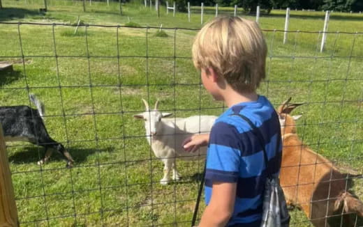 a boy petting a goat