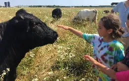 a group of people petting a cow